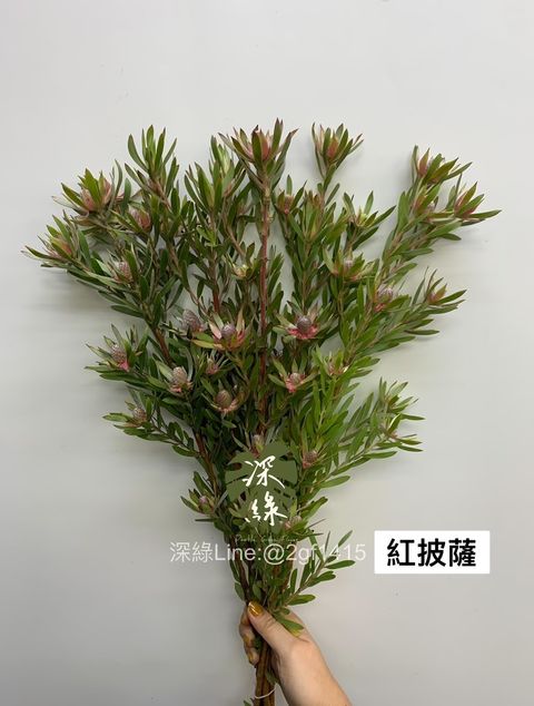 image_8BBBD161-2E17-4848-BDE4-E4A0408D4A37_1763614189