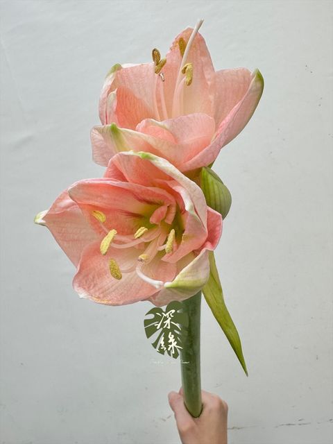 image_2765CD50-1C4A-4CA9-8A4B-89A4E44108CE_1764047305