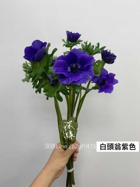 FCC1E16E-F74B-4DDA-9436-A4CC4A19660F