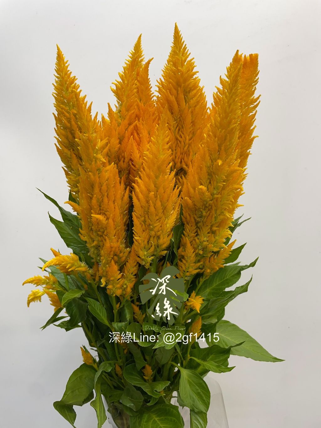 image_5A689043-7E56-4D10-AE36-433277EF0250_1763962399