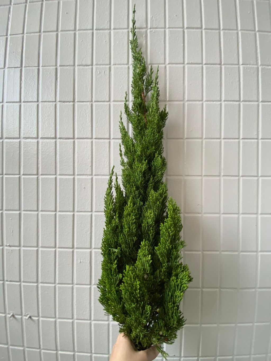 image_90B60A6F-8D9D-4439-9EE1-6D251421E5F6_1764063903