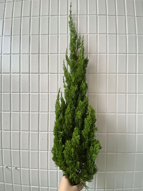 image_90B60A6F-8D9D-4439-9EE1-6D251421E5F6_1764063903