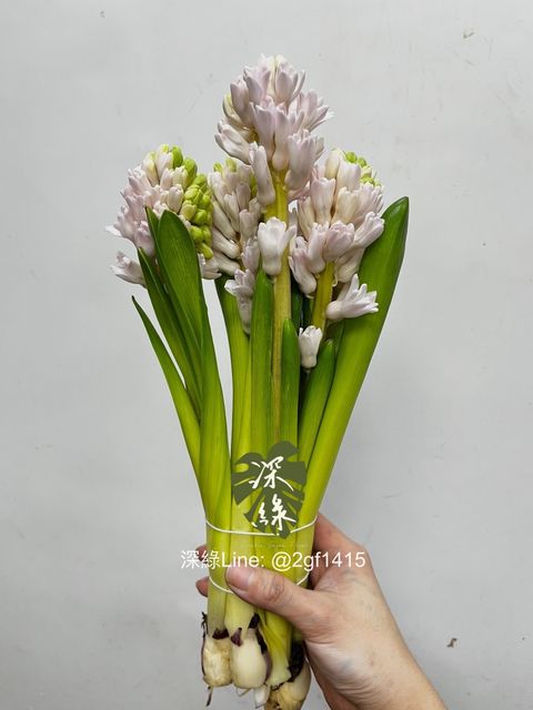 IMG_2125-1735532782449