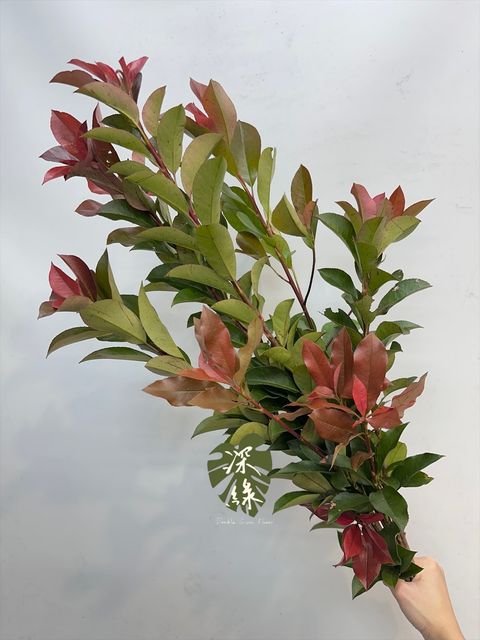 image_3DB92F23-9EED-4308-A368-EAD0EC01B3BD_1764137082