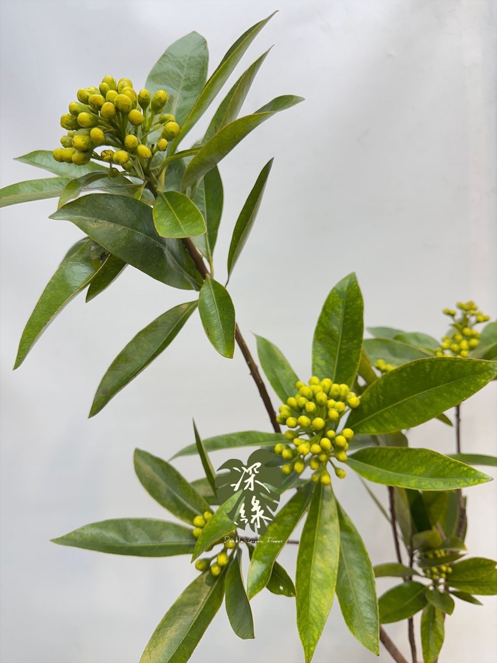 image_9A11C749-4BE2-486A-B68C-108D553A6D64_1764137149