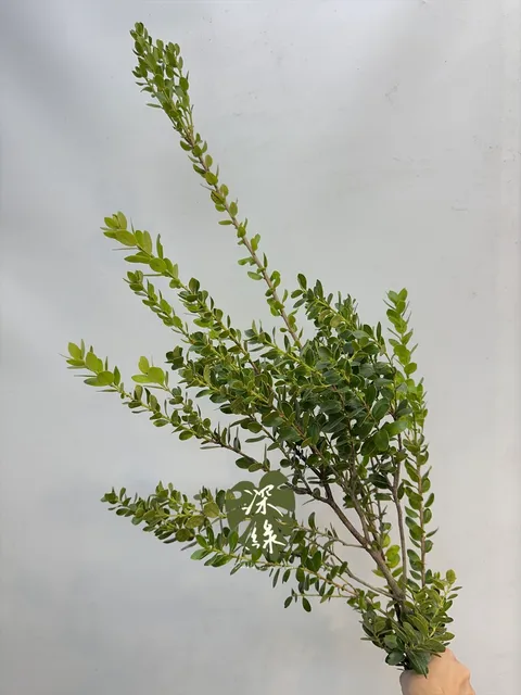 image_2241C62B-E7C4-4113-9DF8-27E089B62BF2_1764137313