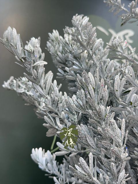 image_82004F8E-6D01-49EB-86C9-0E24BFE0F724_1764137532