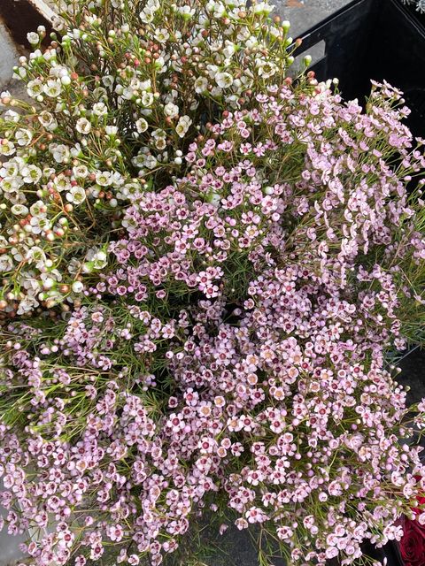 image_EE926D1E-3A2B-4D18-A6AB-EA8BE48020D4_1764142089