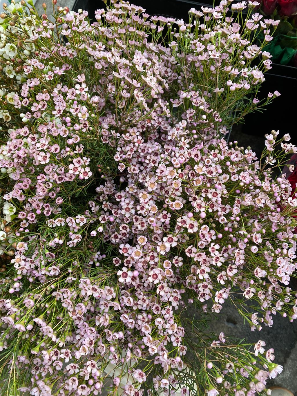 image_7A16DC90-0A78-4D94-90DE-A37B45D41660_1764142090