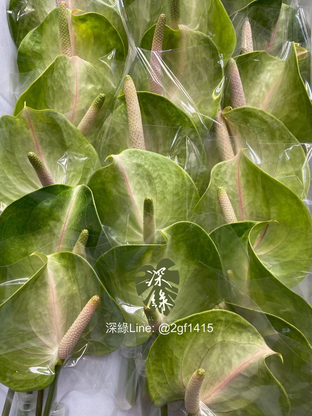 image_F562FCAC-9B77-4BA3-A12B-5C7D6F53FFE8_1764307811