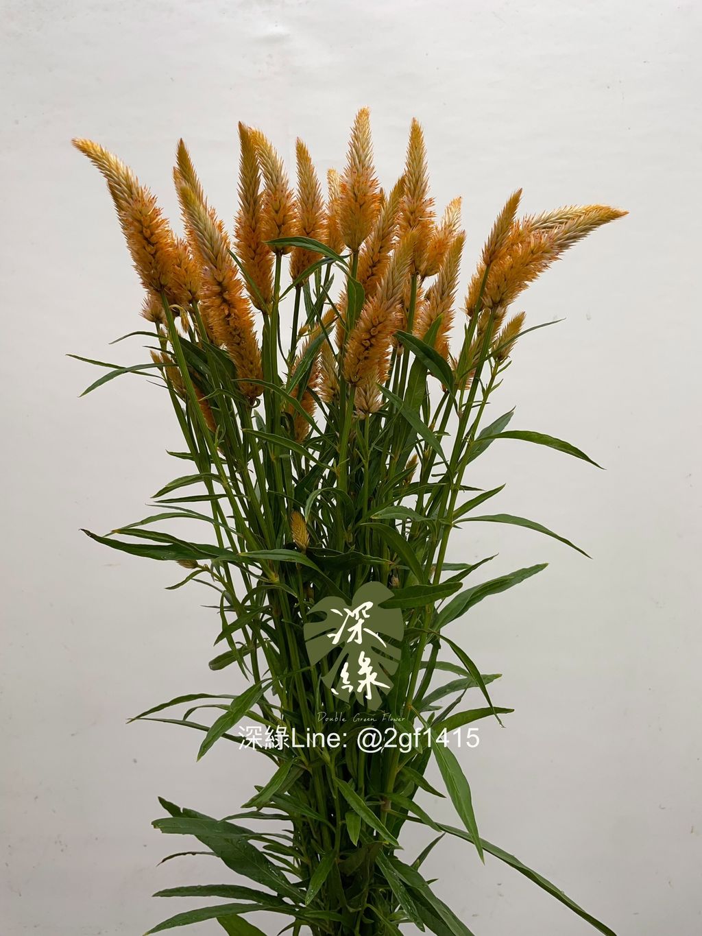 image_0A9C5028-4264-450C-B3F5-1DA62E40D8D5_1756699389