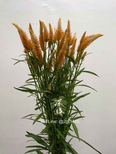 image_0A9C5028-4264-450C-B3F5-1DA62E40D8D5_1756699389