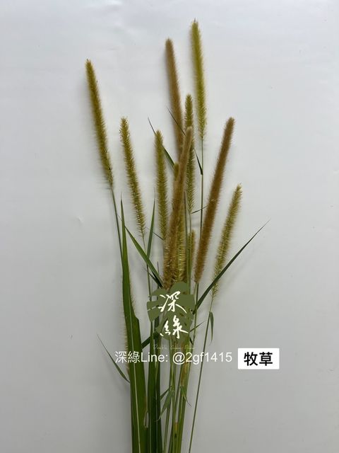 IMG_8535-1701843034745