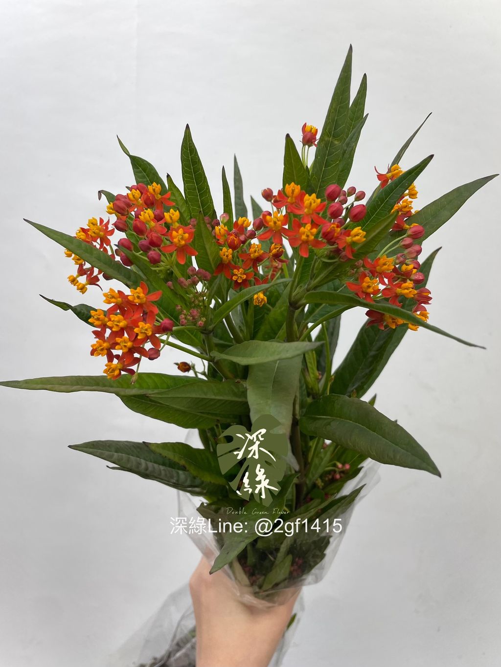 image_86D53CA6-ABCB-4E38-9B7C-745F1BD4D2F2_1764638696