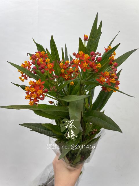 image_86D53CA6-ABCB-4E38-9B7C-745F1BD4D2F2_1764638696