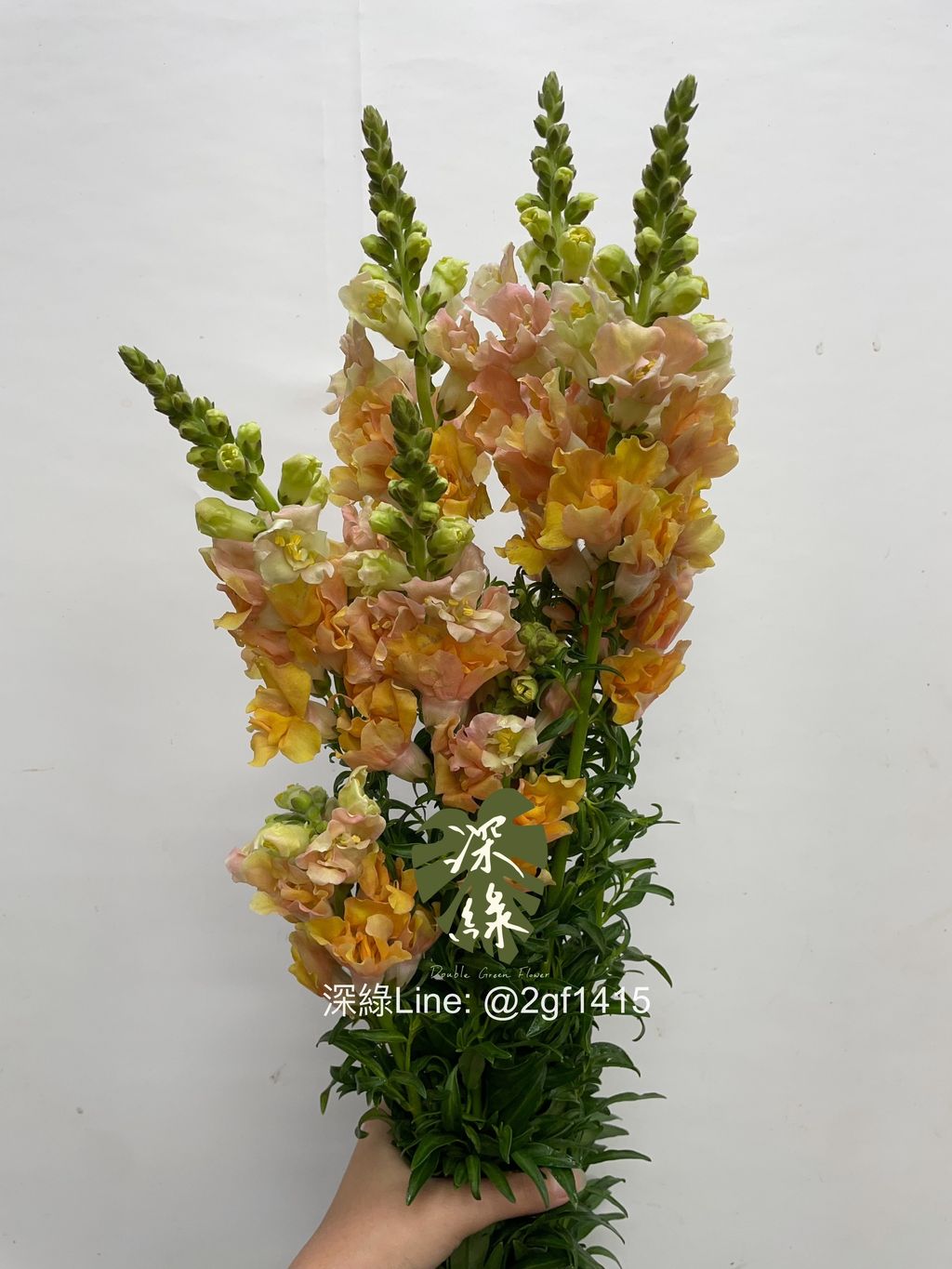 image_C3A7DCD8-C2CA-4254-97C7-05696DC25198_1764726030