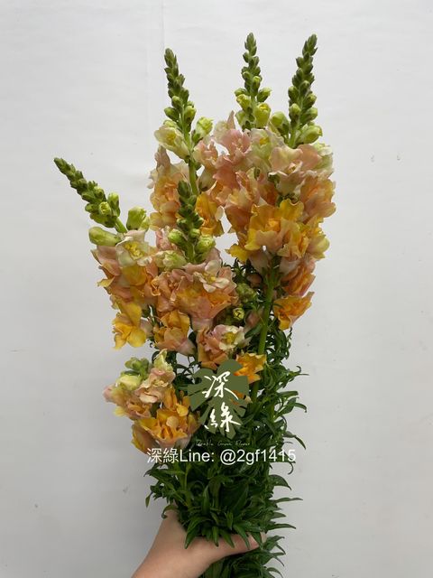 image_C3A7DCD8-C2CA-4254-97C7-05696DC25198_1764726030