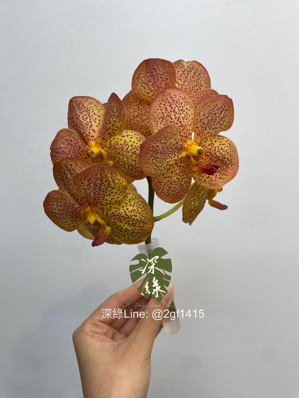 image_9947D902-3716-49EC-849F-62F02F9D5408_1764728324