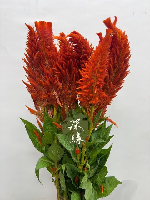 image_58D131F2-E97F-478C-8617-8B4FC3D0121C_1764559568