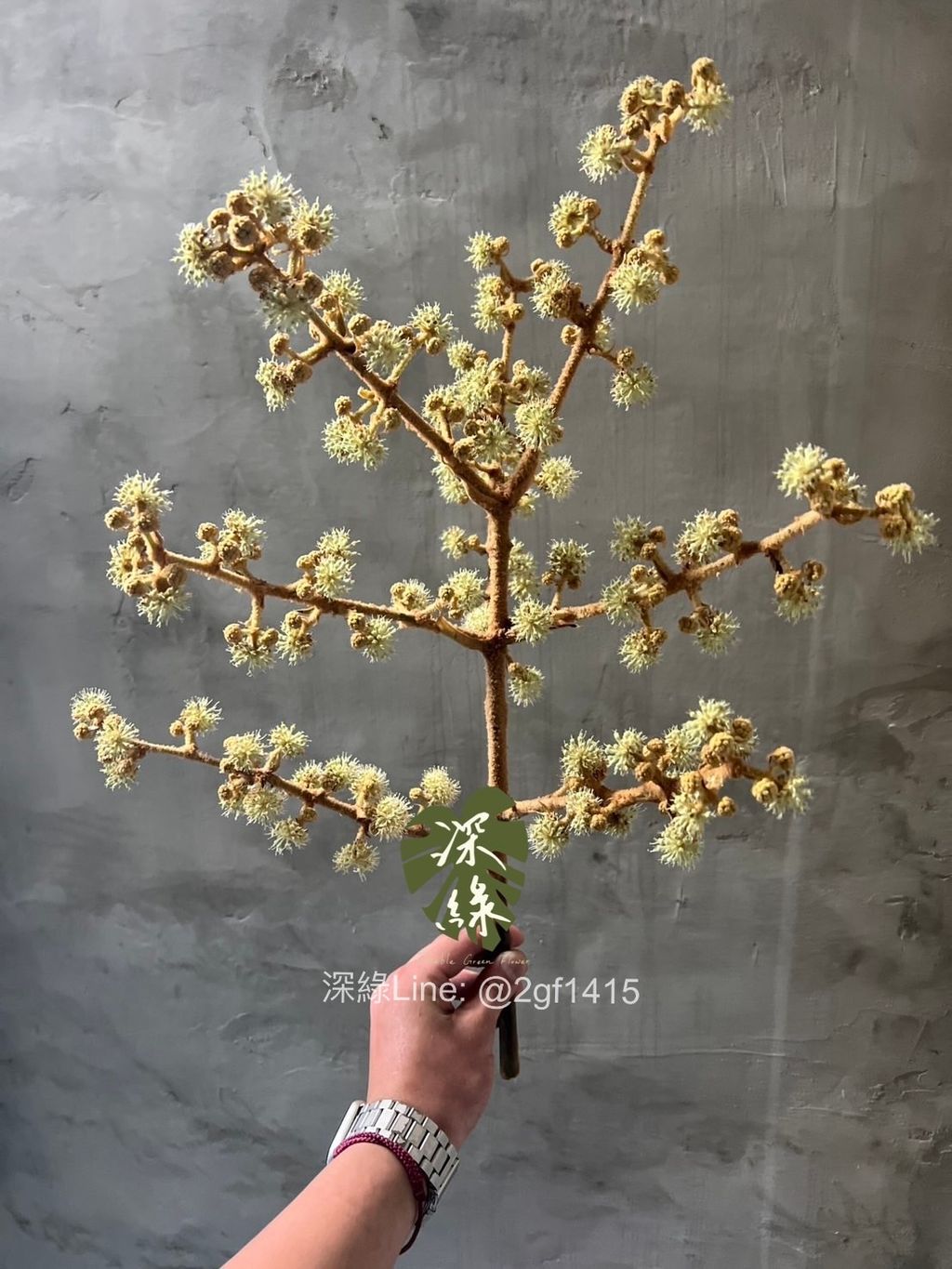 image_8EC9A191-AC05-4EDA-93F7-A7A2D870C68F_1765099783