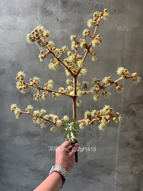 image_8EC9A191-AC05-4EDA-93F7-A7A2D870C68F_1765099783