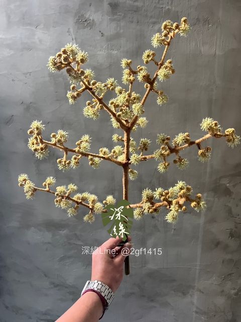 image_4650A89E-E98D-4139-B545-6EE388B57732_1765099783