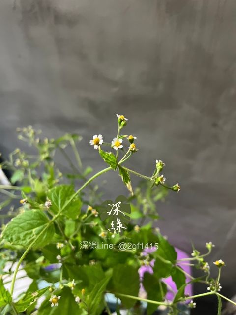 image_1DEBD95B-108E-47D2-AF77-AB3CCFF92D1D_1765099831