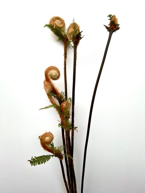 image_9A64B21A-1CC6-4811-BF1D-1B952AFBB9E4_1765101758