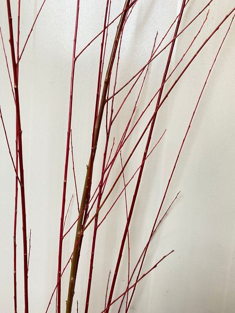 image_C85FDFDE-FE97-47E6-A6B0-A8318258B192_1765180128