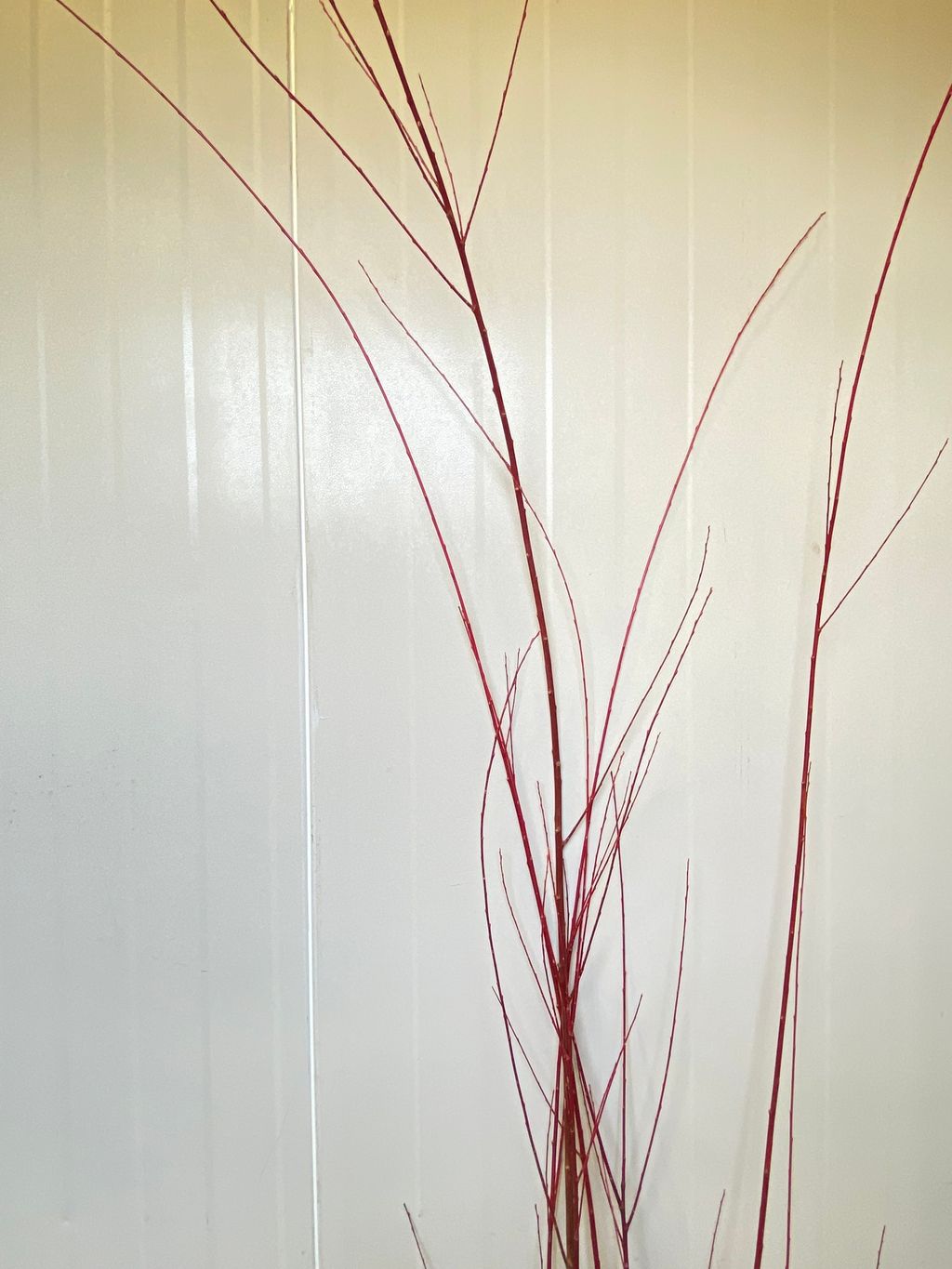 image_410834FF-5687-4F42-9449-1A345CA30215_1765180146