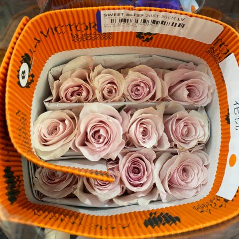 image_69BB5BB2-4A5A-4678-8A2D-7AACF3CDE171_1763428232