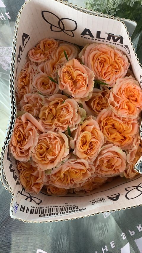 line_oa_chat_251209_030039