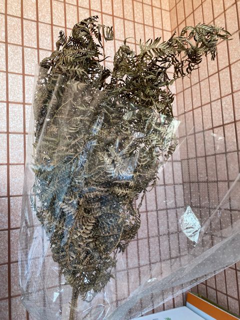 image_81A734B3-7554-4EF9-9A4B-0E7AFEC752BF_1765351008