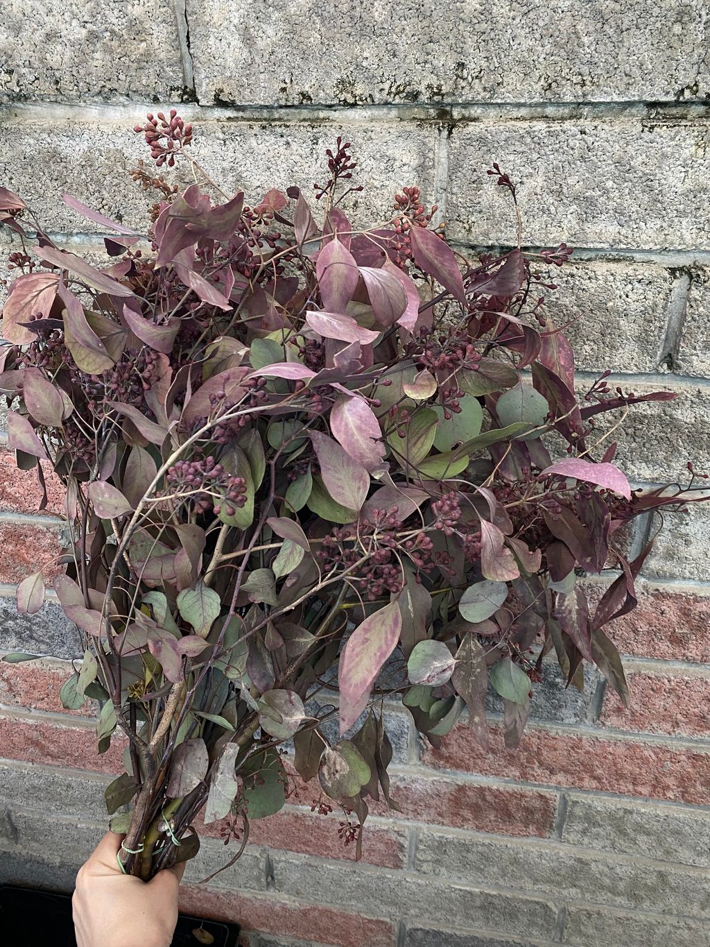 image_10106F73-858F-489C-A624-7D048EFE347B_1765351432