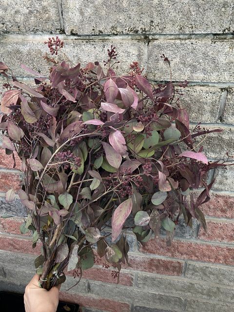 image_10106F73-858F-489C-A624-7D048EFE347B_1765351432