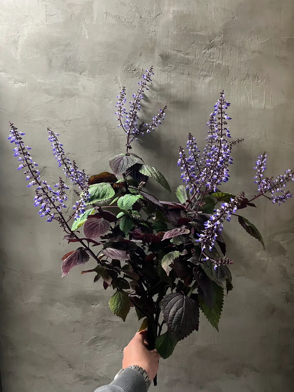 image_02D08AF7-1C6B-4FCB-B9C1-58D4A8680F7F_1765357643