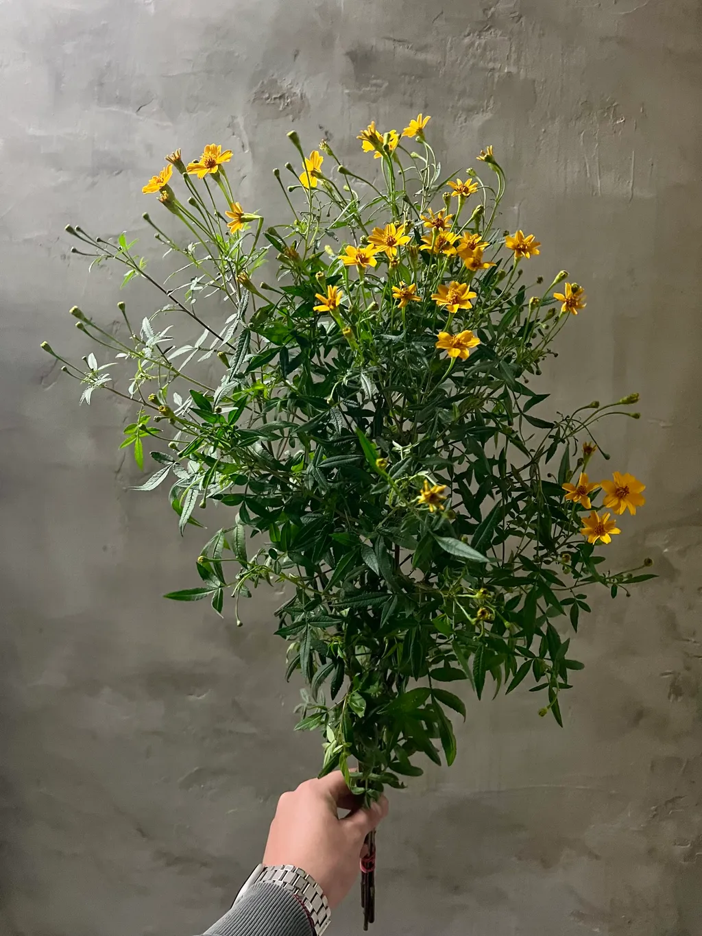 image_C2B96204-1E60-4151-84A3-0BABFBF3AD51_1765357671