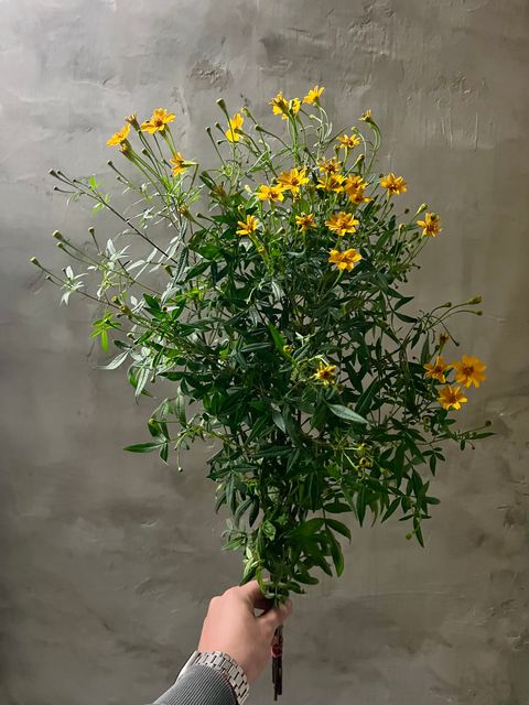 image_C2B96204-1E60-4151-84A3-0BABFBF3AD51_1765357671