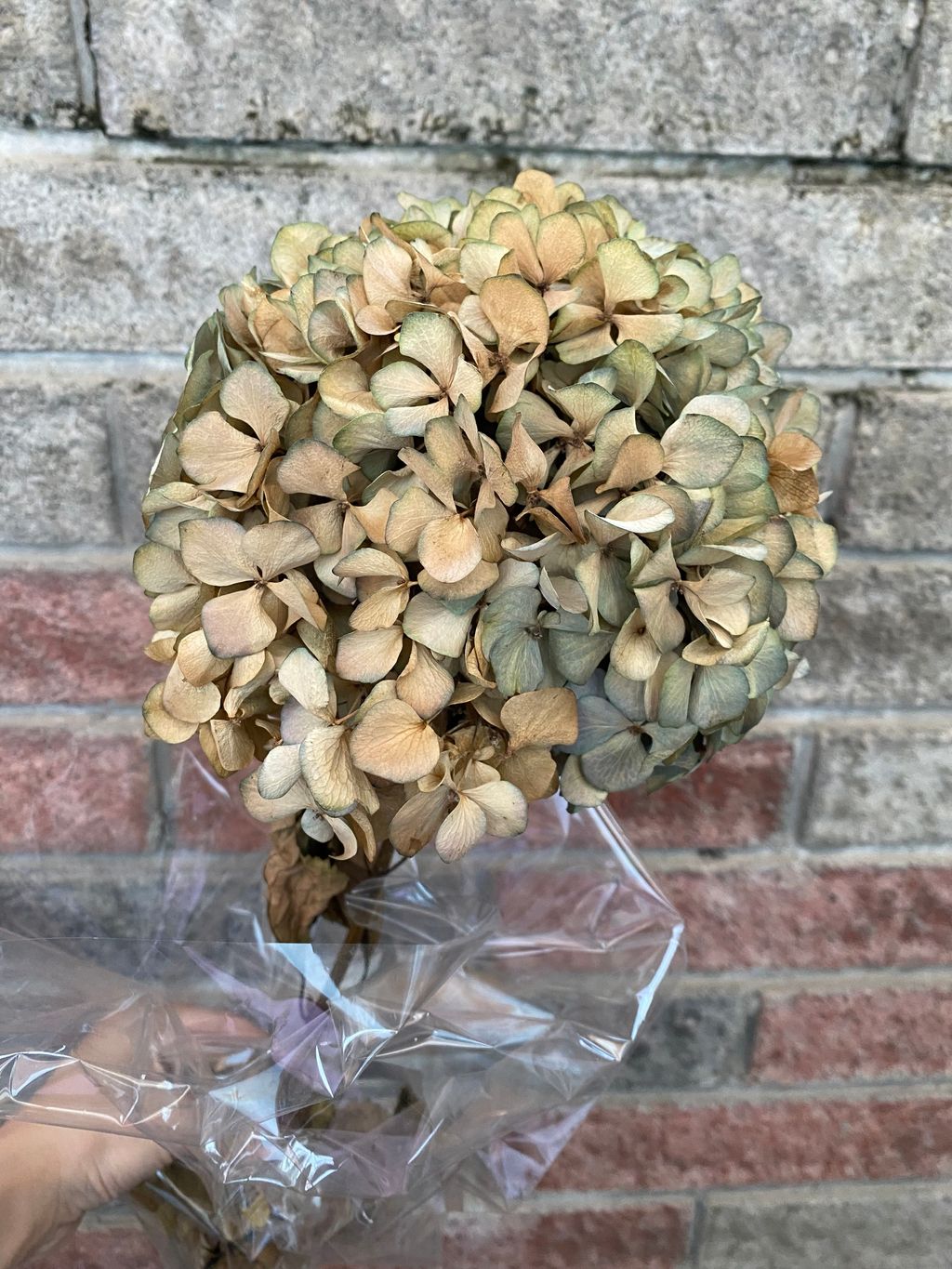 image_D95CE4D3-AB81-403B-A138-6316F7456CED_1765371933