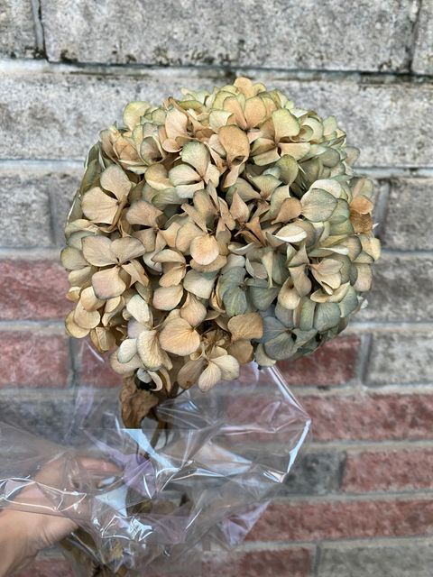 image_D95CE4D3-AB81-403B-A138-6316F7456CED_1765371933