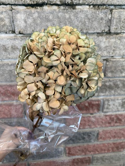 image_DE48A85F-BE80-4A81-B80B-F1B9D89F8A8A_1765371933