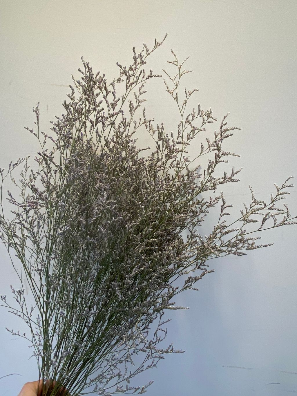 image_F19D8C99-A638-4A03-8695-043E3099B6D4_1765372022