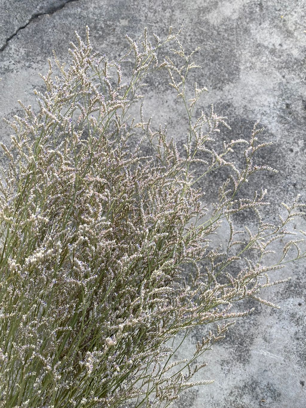 image_DEFFBE69-EBC1-4BD2-806D-B2A99433573A_1765372023