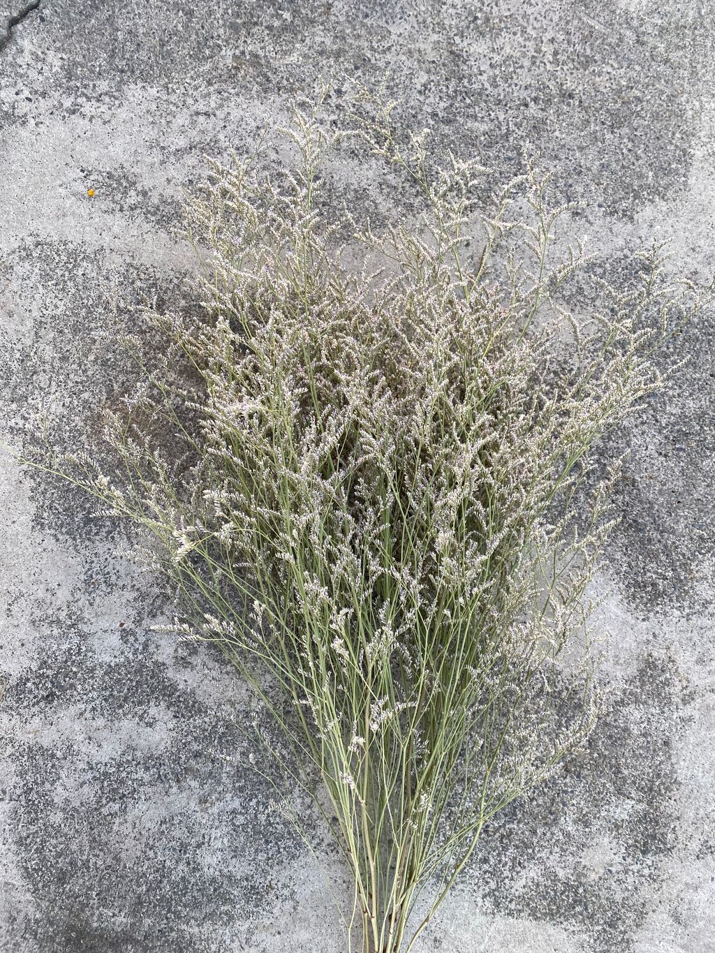 image_4372C2A3-EEAE-4411-9D12-0DE16CB596A3_1765372023