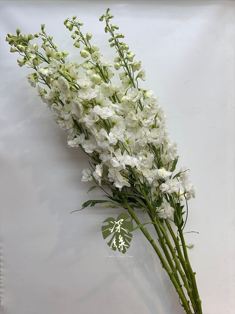 image_FB700365-EF89-4059-B32D-74D289F9EDBE_1763460510