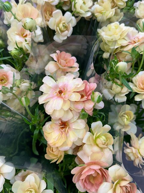 image_D49401AD-6B12-434D-A829-D8A7C8DB7035_1765532188