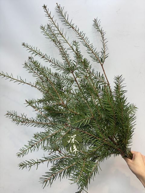 image_1D0F0707-9E4A-4002-9CDA-8395B1972776_1765682237