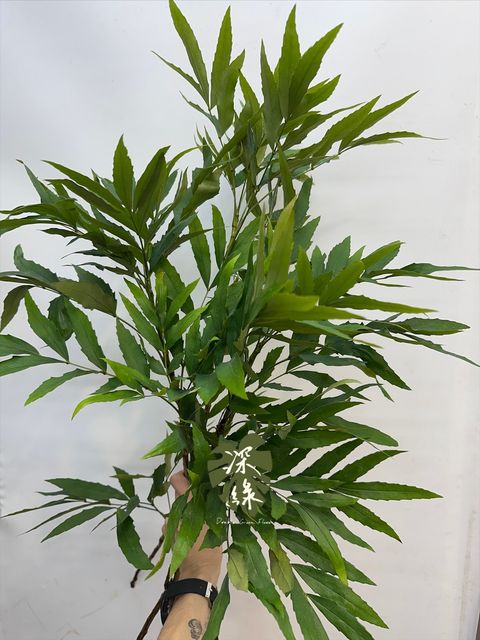 image_5FBCC659-A40F-4660-B546-F59FF858A39C_1765682705