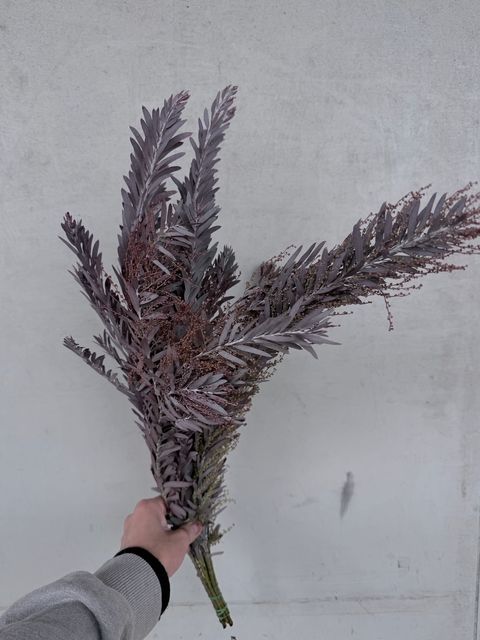 image_899B996B-8644-4817-A913-6A383DA55154_1765683204