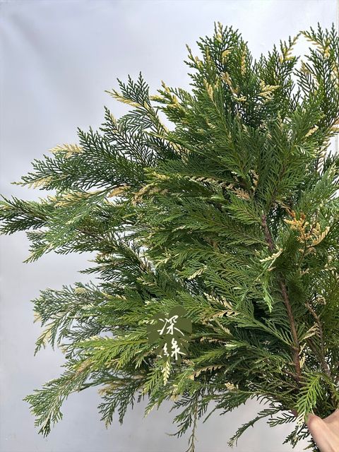 image_B837FE6F-C590-4DA7-8E52-8614B394FEDB_1765683297